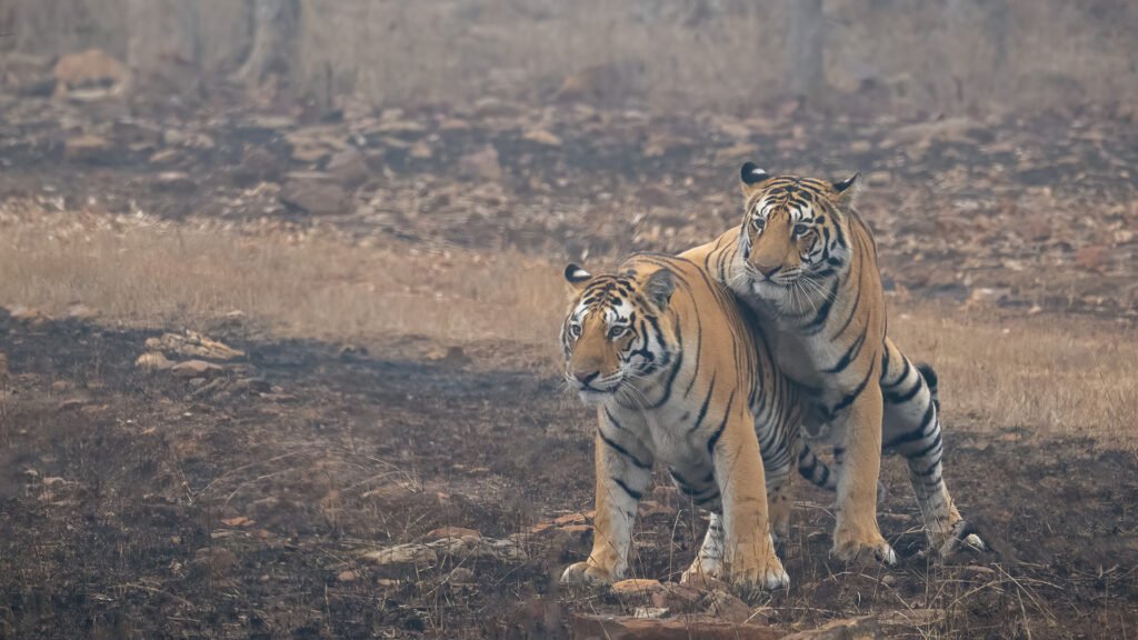Tigers are powerful hunters with sharp teeth, strong jaws and agile bodies. They are the largest terrestrial mammal whose diet consists entirely of meat; the largest tiger ever recorded was an Amur tiger.