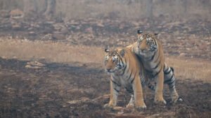 Tigers are powerful hunters with sharp teeth, strong jaws and agile bodies. They are the largest terrestrial mammal whose diet consists entirely of meat; the largest tiger ever recorded was an Amur tiger.